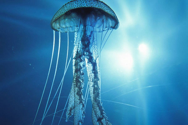 Medusas