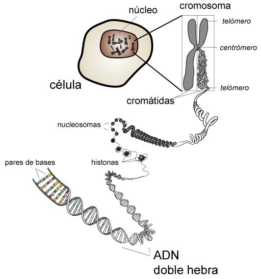 El origen de la vida