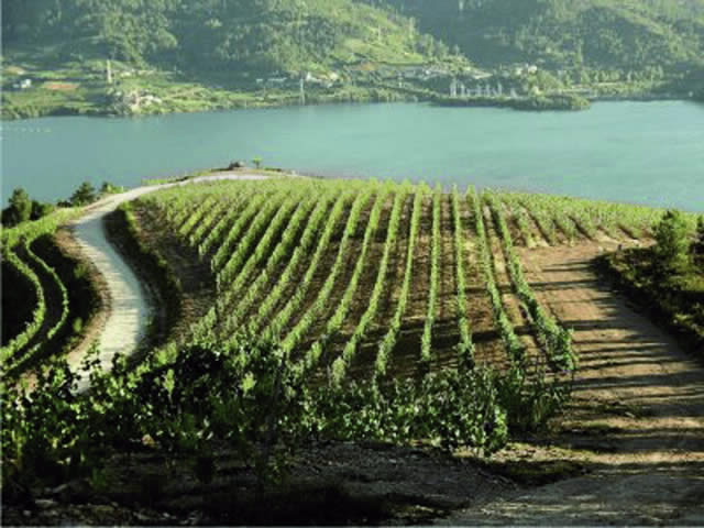 Cooperativa vitivinicola de Ribeiro