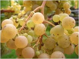 Denominación de Origen Rías Baixas