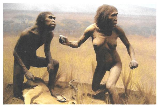 La Prehistoria. Evolución humana. La Sierra de Atapuerca. El homo antecessor.