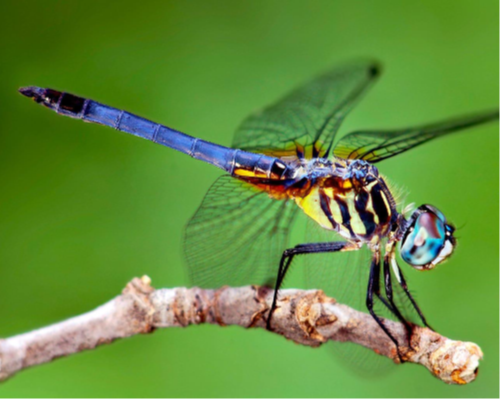 Las Libélulas Cazadoras del Aire
