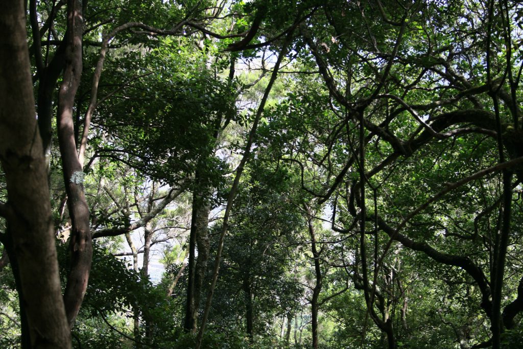 Parque rural de Anaga